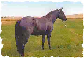 Calf Ropn Lowery - Blue Roan Foundation Quarter Horse Stallion