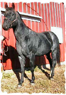 Calf Ropn Lowery - Super Foundation Quarter Horse Stallion