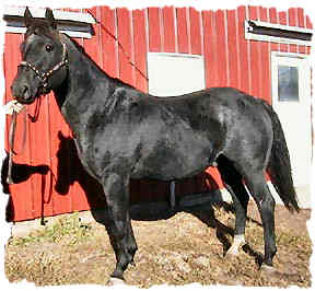 Calf Ropn Lowery - a well balanced foundation quarter horse stallion