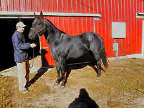 Calf Ropin Lowery - super rope horse sire