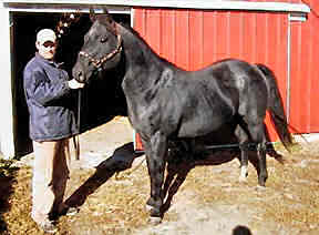 Calf Ropn Lowery - well built stallion