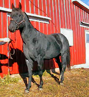 Calf Ropn Lowery - square built stallion