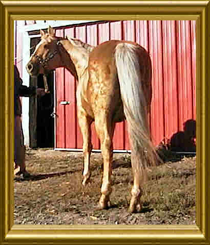 Dancin Doc - a good headed horse