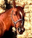Cracker Jack Jack